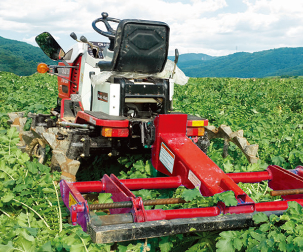 ASIA) radish harvester