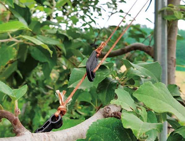 wire for fruit tree or orchard
