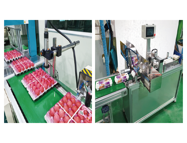 eggs packing system